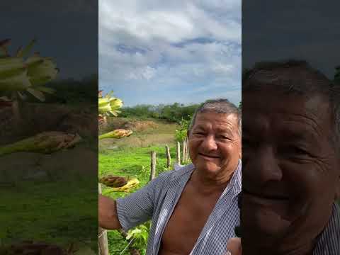 Mandacaru florado no sertão da Boa Esperança, Cariré/Ce!