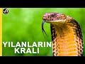 King Cobra Snake Killer King Of Snakes