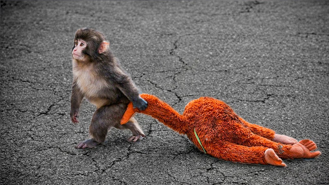 The Loneliest Monkey in the World: Punch-kun