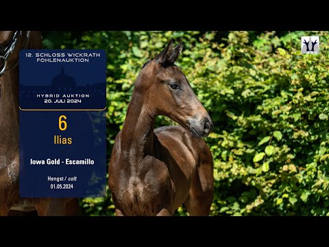 12. Schloss Wickrath Fohlenauktion Lot 06 Ilias Hengst v. Iowa Gold - Escamillo