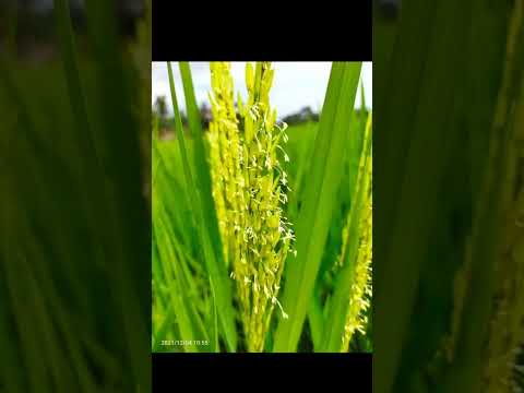 ধানে নেটিভ ব্যবহার ডোজ?? bayer nativo #Nativo #Bayer