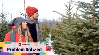 8 tips to keep your Christmas tree alive | Problem Solved