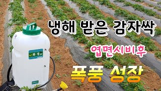 냉해 받은 감자싹 폭풍 성장  감자싹 엽면시비