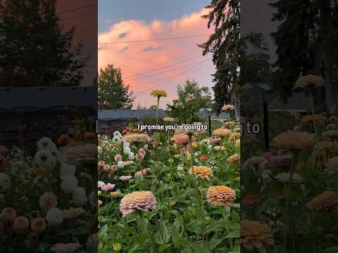 Warning: Growing Zinnias May Cause Flower Addiction! #garden #gardening #cutflowers