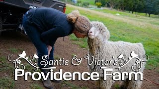 Providence Farm : Goats