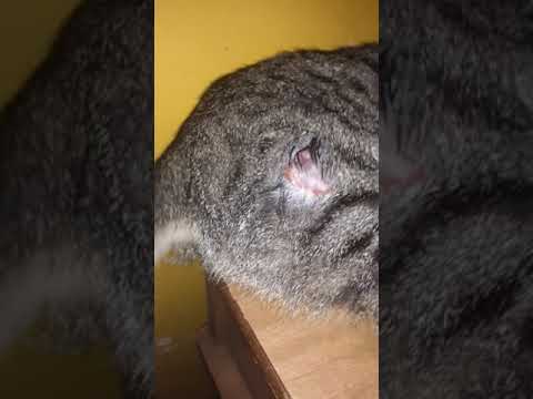 Putting peroxide on my cats wound watch till end...