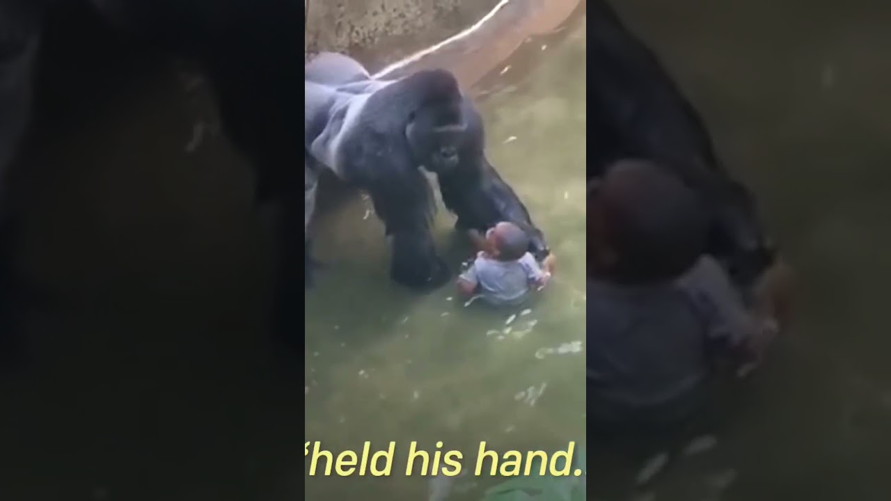 criança caiu na jaula do gorila#shorts #gorillatag #gorilla #gorilla #macaco#crianças