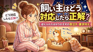 【一人暮らし】迎え入れたばかりの子犬の夜泣き・要求吠え。飼い主はどう対応したらいい？