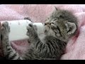Kittens Being Bottle Fed 2015 NEW