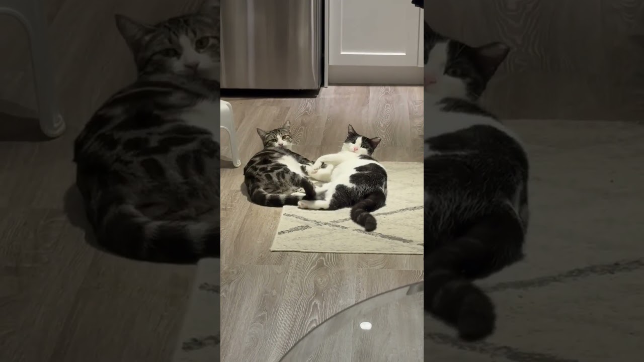 Enlarge Tula & Sushi, a ADOPTABLE Domestic Short Hair in Brantford, ON video 6/6