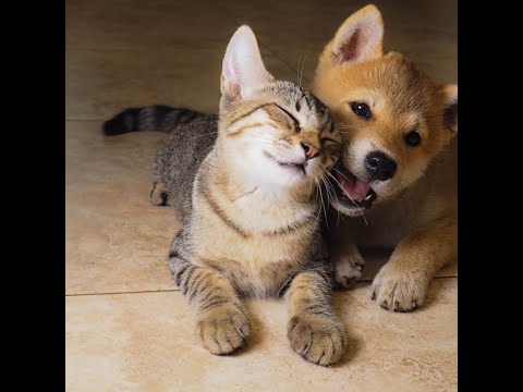 How Helping Animals Helps Us and Them With Ascension