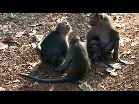 Poor baby monkey so crazy /Clear and cute eyes baby monkey looks very amazing with him