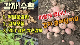 감자수확시기 3가지 방법으로 심은것 어느감자가 대박났을까 대충심은감자가 대박? 감자쓸어담아요