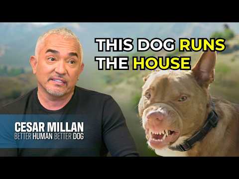 Fear Aggression & Separation Anxiety Solved | Better Human Better Dog