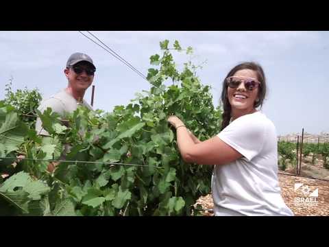 Israel Experience teams up with HaYovel volunteering in the Vineyards of Samaria