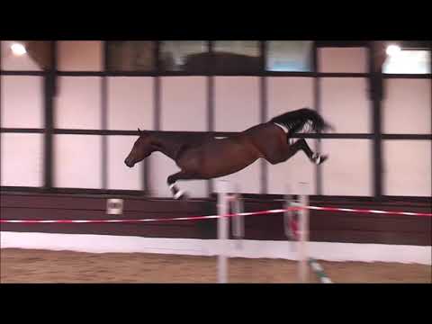 SILVA 3j. v. Szenario - Contendro VB 7.500,- Euro