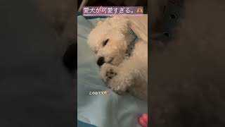 Twitterで好評🥹愛犬🐻‍❄️のバブみが尊い…