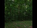 love fire flies in the woods #camping #fireflies #woods #outdoors #overlanding