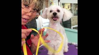 Grooming Training By KMDOG