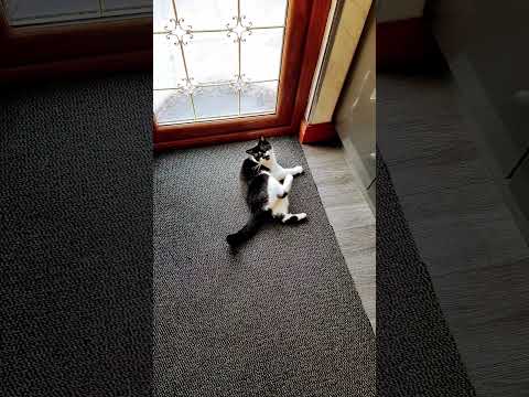 I love being on the youtube #pets #pet #petlover #cat #cats #catbehavior #catlover #mono