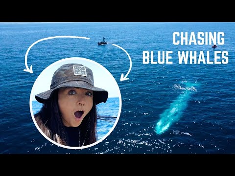 searching for the biggest animal to ever exist | Lindsay Nikole