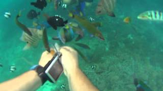 preview picture of video 'Feeding fish while snorkeling at Isle of Pines, New Caledonia'