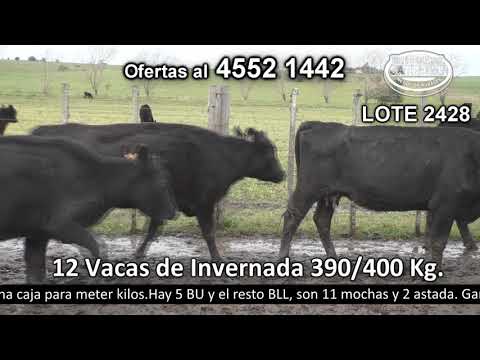 Lote 12 Vacas de Invernada 12 Angus y cruzas 390kg -  en Don Eduardo. Parada Font - R52 km 35 a 12 km de NH