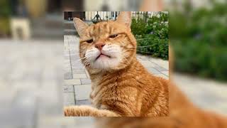 Download lagu boiyen - kamu hoax (speed up) mp3 Download lagu boiyen - kamu hoax (speed up) mp3