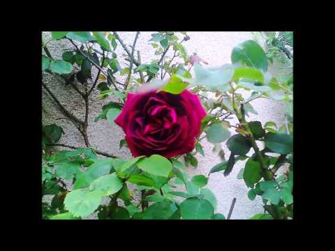 ISLAND BOYS // Iauvéé foi Lole .............@@ ofa atu @@