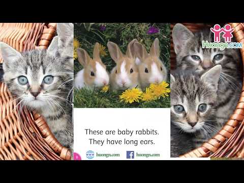 Oxford Dolphin Reader Starter Level - Baby Animals