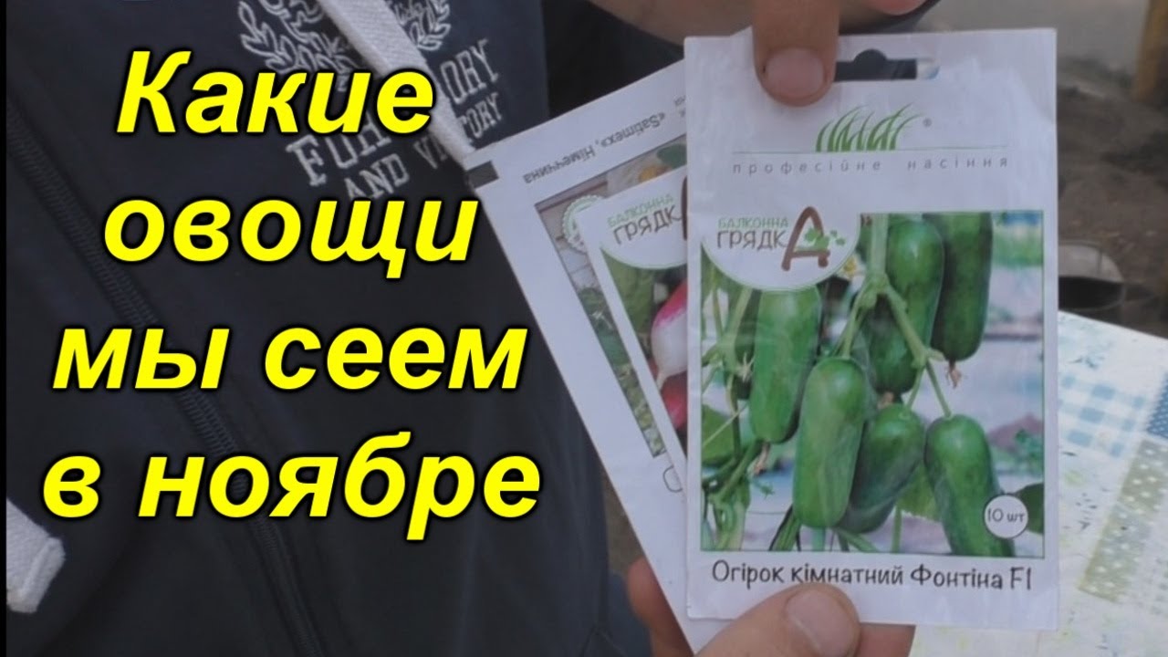 Начинаем выращивание огурцов к Новому Году!