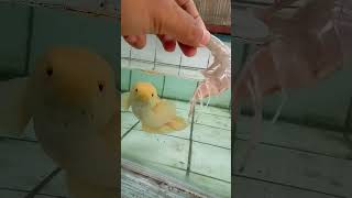 Prawn 🔥 #shorts #snakehead #fish #aquarium #channa #ikanhias #animals #shortvideo