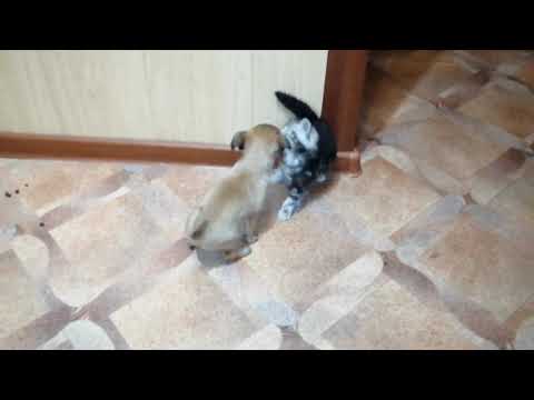 ужасная драка, слабонервным не смотреть 😱