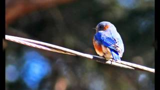 Glen Campbell and Emmylou Harris - "You Are"