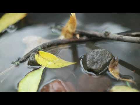 Free Download LiMiNAL: Chamber Strings Textures Vol.1 KONTAKT