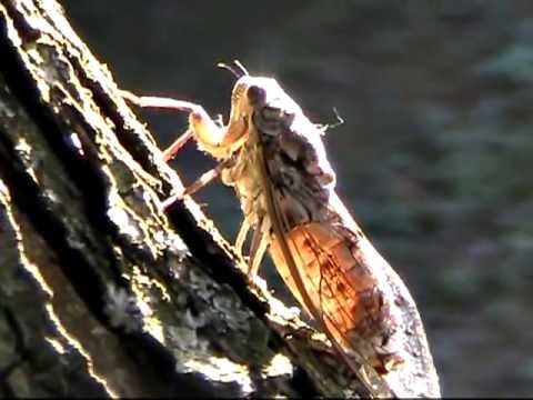 Un danno articolare interno Olio di squalo con la lombalgia