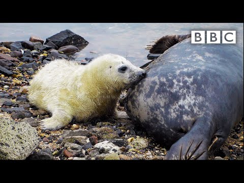 Best of British Wildlife 🦔 31.10.2020 🐿 BBC