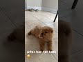 4 Week Old Chow Chow Gets Her First Bath