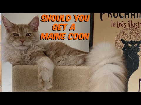 Should I get a Maine Coon? 10 Things to know first