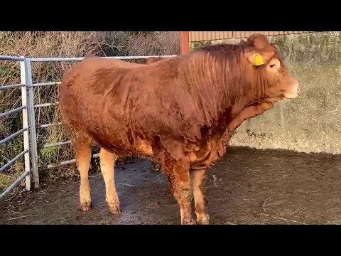 Pedigree Limousin Bulls - Image 2