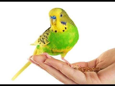 Cura de artrita papagalului - Cum să tratezi artrita la un papagal