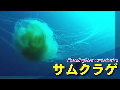 寒帯に生息する大型のサムクラゲ