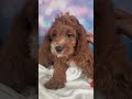 Cavapoo dogs for sale: Clifford - Video 1