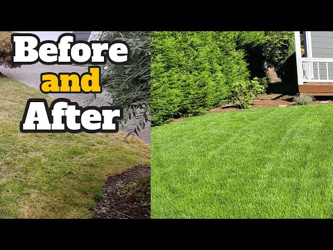Shoreline   Lawn Renovation Tuneup   Aeration, Seeding and Fertilizing Before and After Fall 2020