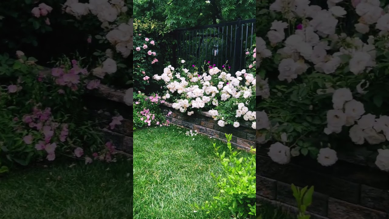 rose garden landscape in my backyard