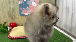 ハーフ犬の動画01