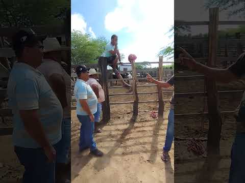 Preço de parelha em Quixaba-PE