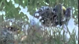 Spose- I'm Starving *ANGRY BULLFROG EDITION*