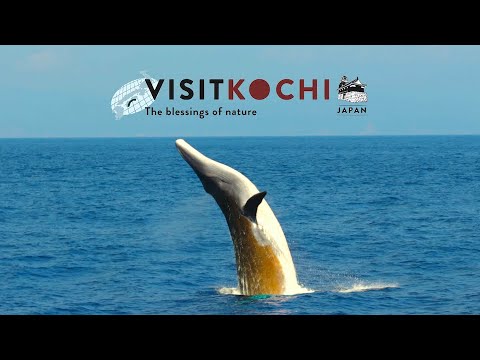 Human × Nature - VISIT KOCHI JAPAN