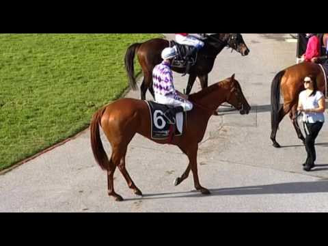 Belmont Park, 25/05/2016 - Race 5 - MEDOM - Trevor Andrews